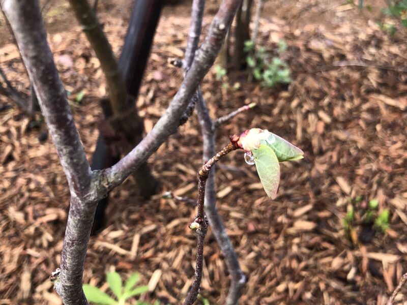 春の新芽