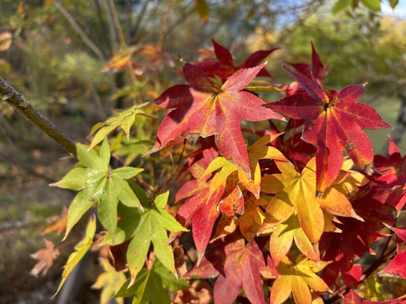 庭のイロハモミジの紅葉